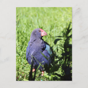 Cartão Postal Takahe, ave nativa da Nova Zelândia ameaçada
