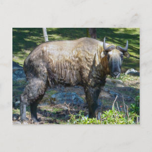 Cartão Postal Takin, animal nacional do Butão - Himalaya, Ásia