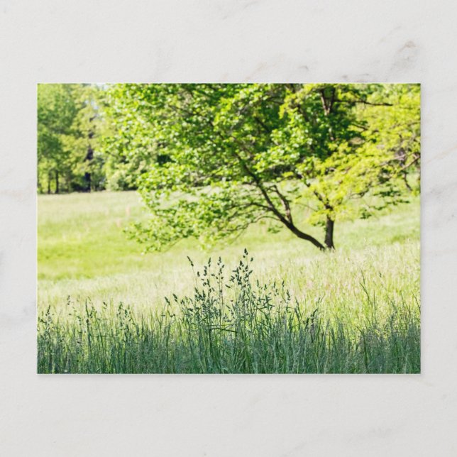 Cartão Postal Tall Grass (Frente)