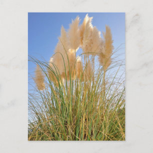 Cartão Postal Tall Grass e Hyacinths no Island Park, NY.