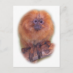 Cartão Postal Tamarim-leão-dourado, Sagui Macaco Dourado Brasil