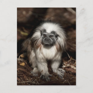 Cartão Postal Tamarin de algodão