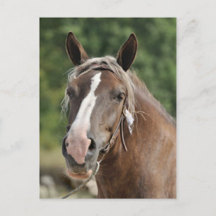 Cartão Postal Tambor bretão