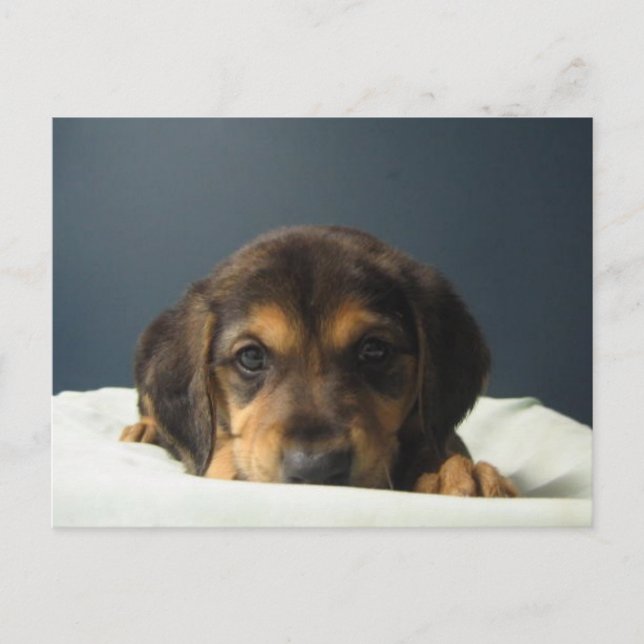 Cartão Postal Tammy é uma cadela mestiça de Hound com 9 semanas  (Frente)