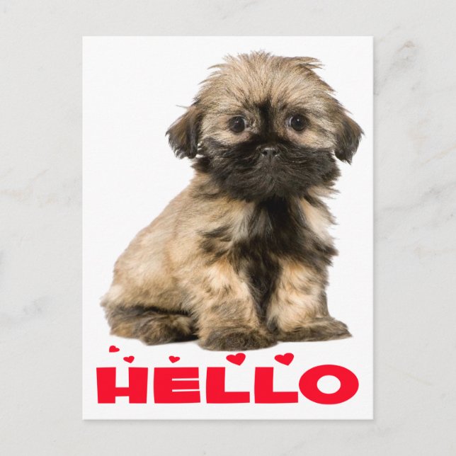 Cartão Postal Tan & Black Shih Tzu Puppy Dog Red Hello Hearts (Frente)