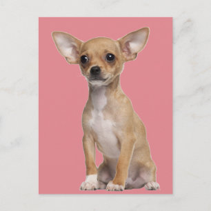 Cartão Postal Tan e White Chihuahua