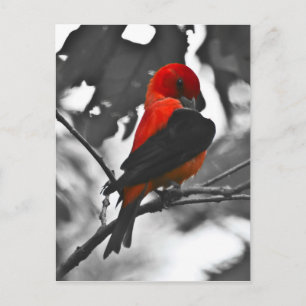 Cartão Postal Tanager Escarlate Macho