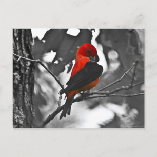 Cartão Postal Tanager Escarlate Macho