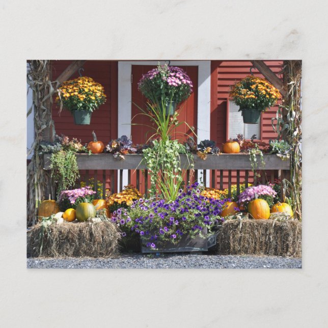 Cartão Postal Tanglewood Fall Beauty - Cartão-postal (Frente)