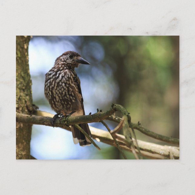 Cartão Postal Tannenhäher (Frente)