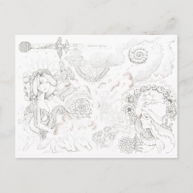 Cartão Postal Tansy banditas (Frente)