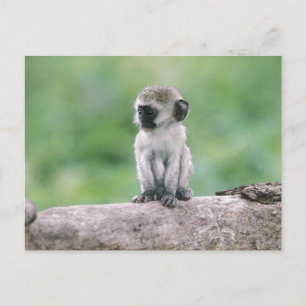 Cartão Postal Tanzânia, Cratera de Ngorogoro. Close-up de selvag
