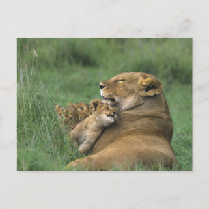 Cartão Postal Tanzânia, Cratera Ngorongoro. Mãe de leão afric