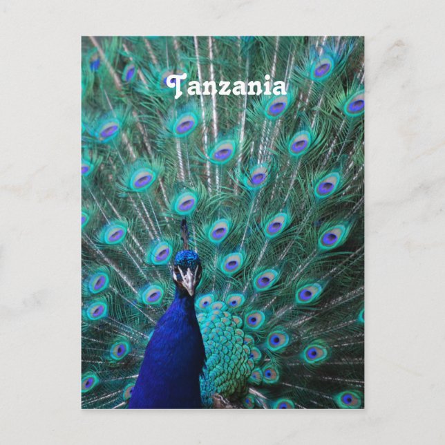 Cartão Postal Tanzânia Peacock (Frente)