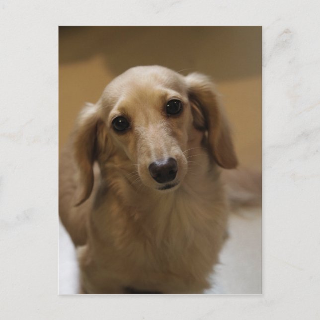 Cartão Postal Tão Bonita Dachschund Puppy (Frente)