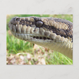 Cartão Postal Tapete Python