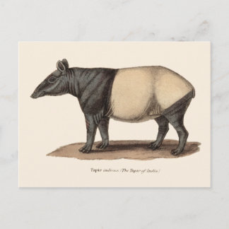 CARTÃO POSTAL TAPIR