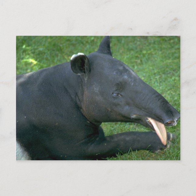 Cartão Postal Tapir (Frente)