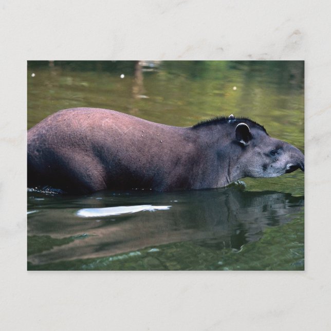 Cartão Postal Tapir brasileiro (Tapirus terrestris) (Frente)