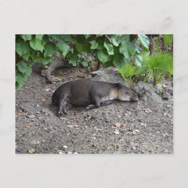 Cartão Postal tapir dormindo na areia (Frente)