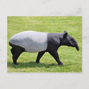 Cartão Postal Tapir malaio andando sobre grama