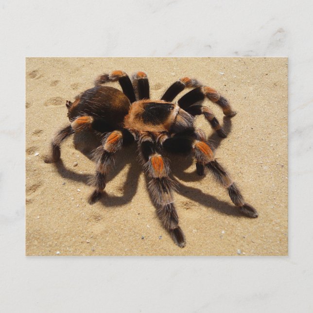 Cartão Postal Tarantula (Frente)