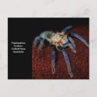 Tarantula