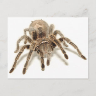 Cartão Postal Tarantula