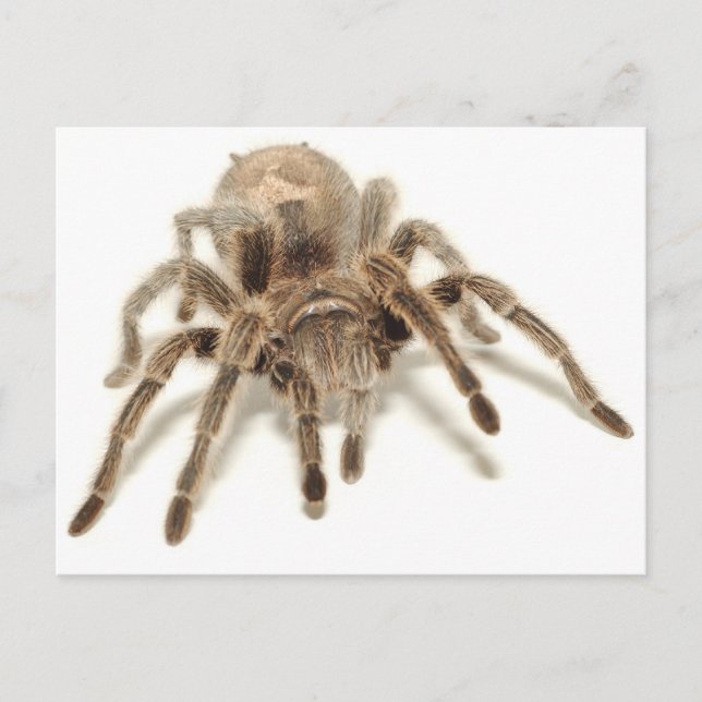 Cartão Postal Tarantula (Frente)