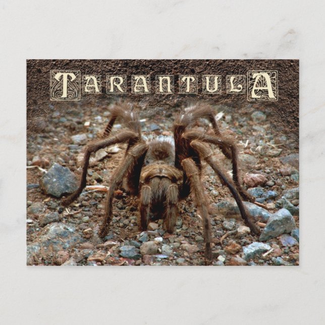 Cartão Postal Tarantula (Frente)