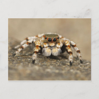 Cartão Postal Tarantula Jumping Bird Spider Acessórios incríveis
