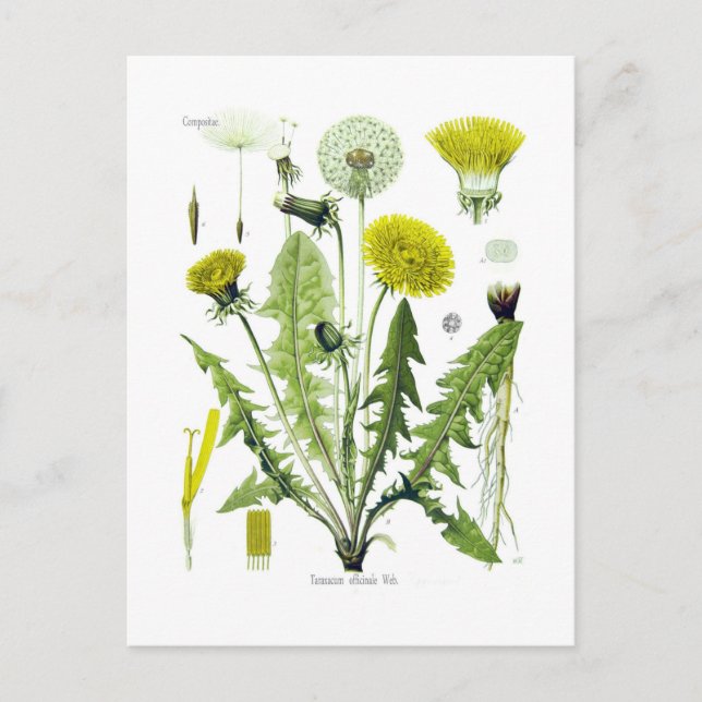 Cartão Postal Taraxacum officinale (Dandelion) (Frente)