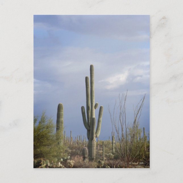 Cartão Postal Tarde da tarde no deserto (Frente)