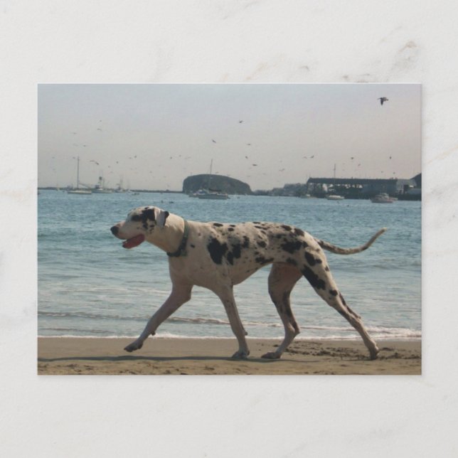 Cartão Postal Tarde - Stroll III (Frente)