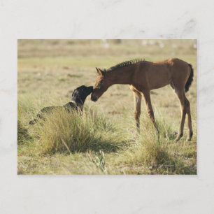 Cartão Postal Tarifa, Cádiz, Andaluzia, Espanha 2