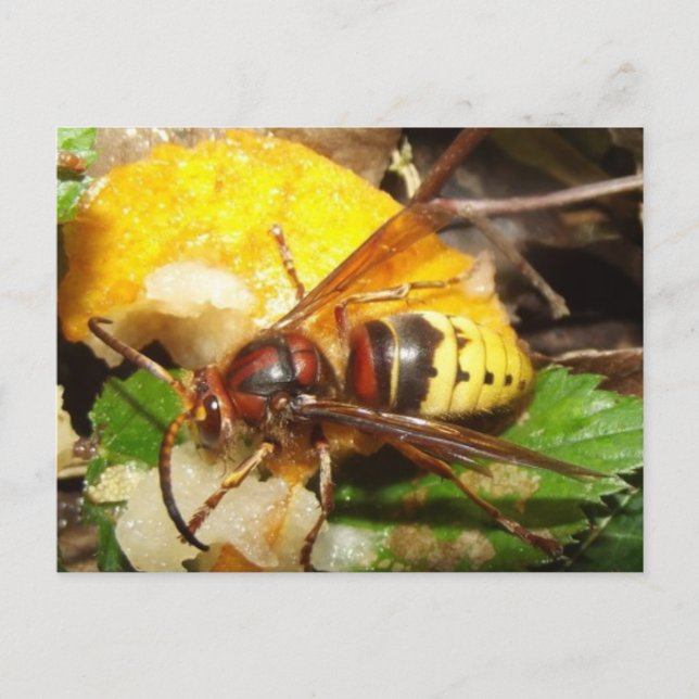 Cartão Postal Tarjeta postal De Avispas (Frente)