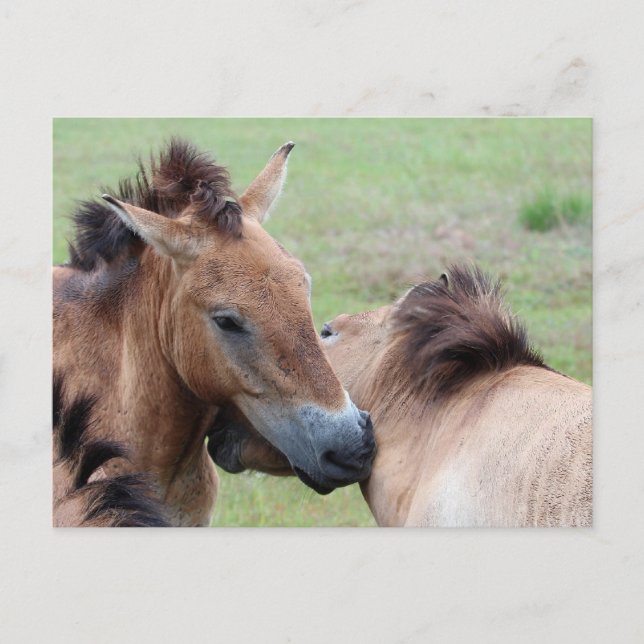 Cartão Postal Tarpans (Frente)