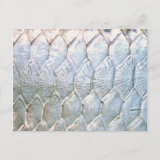 Cartão Postal Tarpon por PatternWear ©