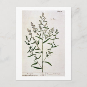 Cartão Postal Tarragão, placa 116 de "A Curia Herbal", publi