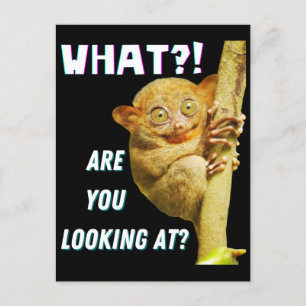 Cartão Postal Tarsier Engraçado de Olhos Grandes O Que Você Está