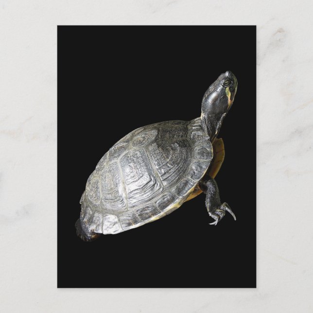 Cartão Postal Tartaruga (Frente)