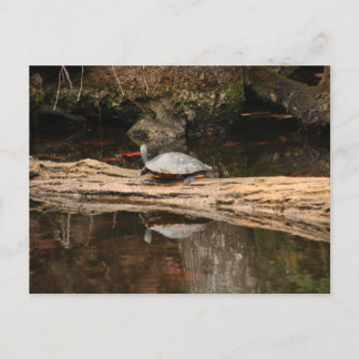 Cartão Postal Tartaruga