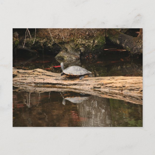 Cartão Postal Tartaruga (Frente)