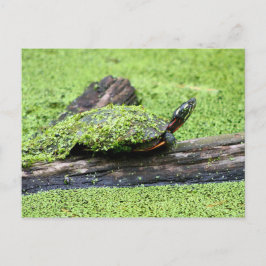 Cartão Postal Tartaruga bonita coberta de verde se divertindo.