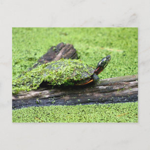 Cartão Postal Tartaruga bonita coberta de verde se divertindo.