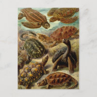 Tartaruga (Chelonia) por Haeckel