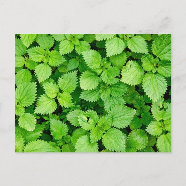 Cartão Postal Tartaruga comum (Frente)