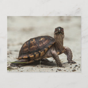 Cartão Postal Tartaruga-comum