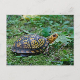 Cartão Postal Tartaruga da Caixa Oriental