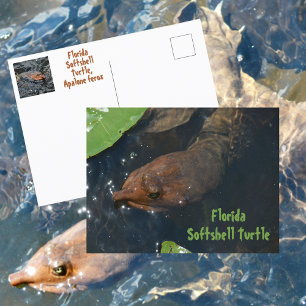 Cartão Postal Tartaruga de Casca Mole da Flórida Fotografia da V